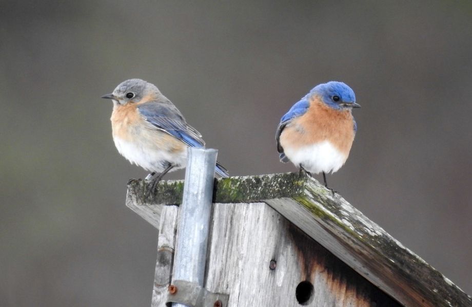 Blue Bird Nest Box by Laurie Keefe