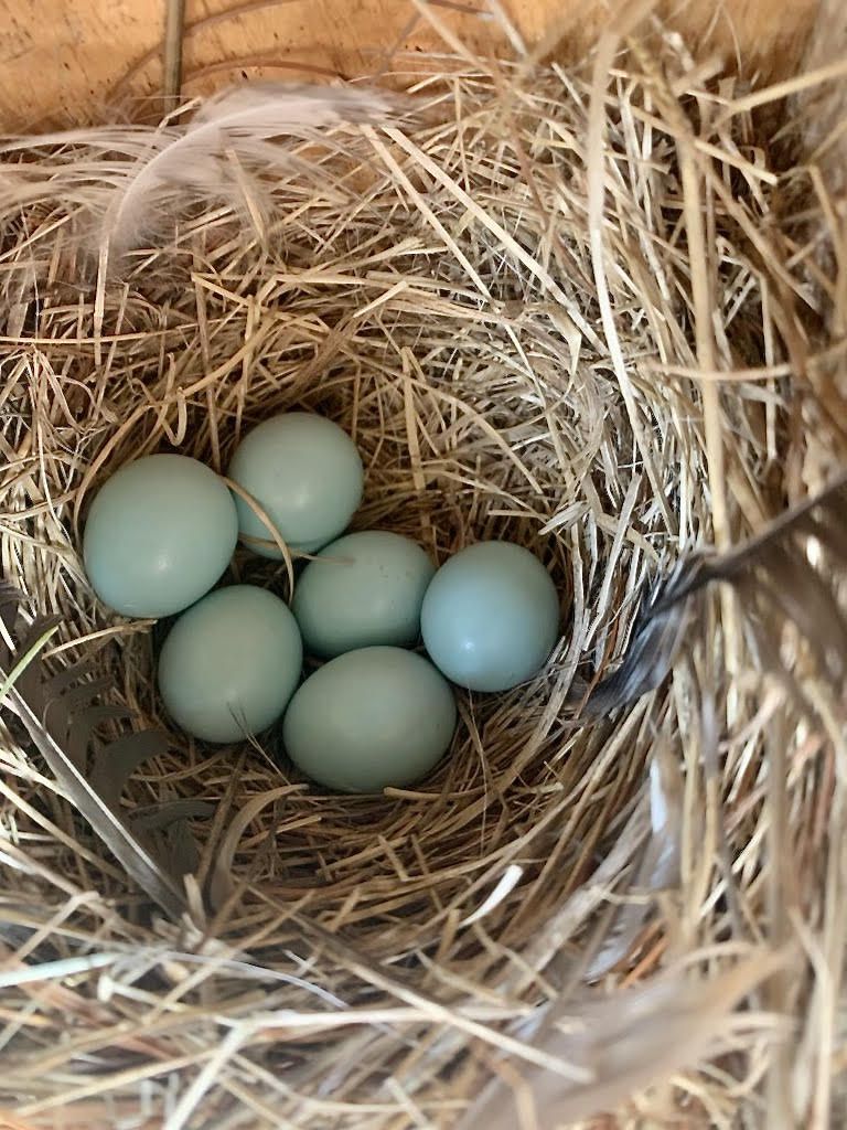 Blue Bird Nest Box by Laurie Keefe