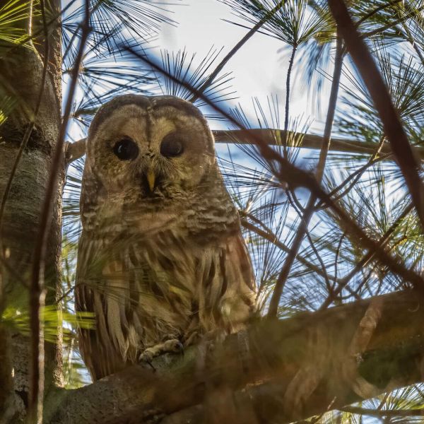 barred owl
