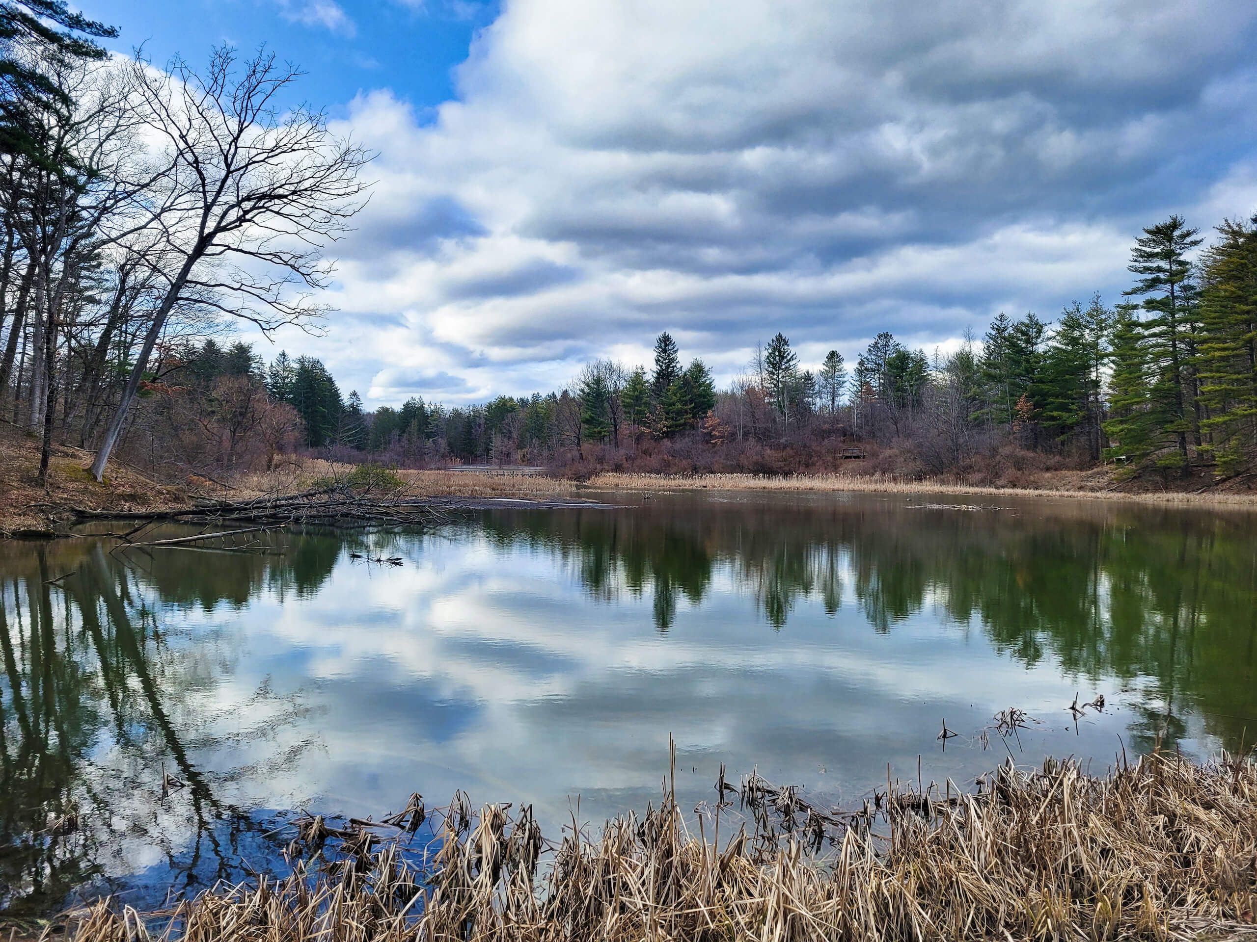 Friends of Five Rivers Pond by Lorraine Pena Boyd