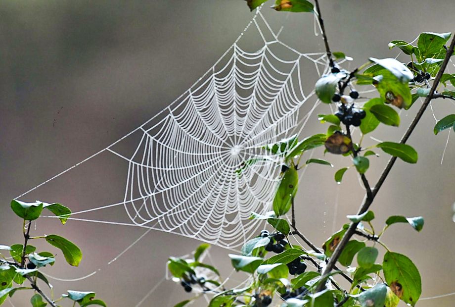 Webs by Lorraine Pena Boyd