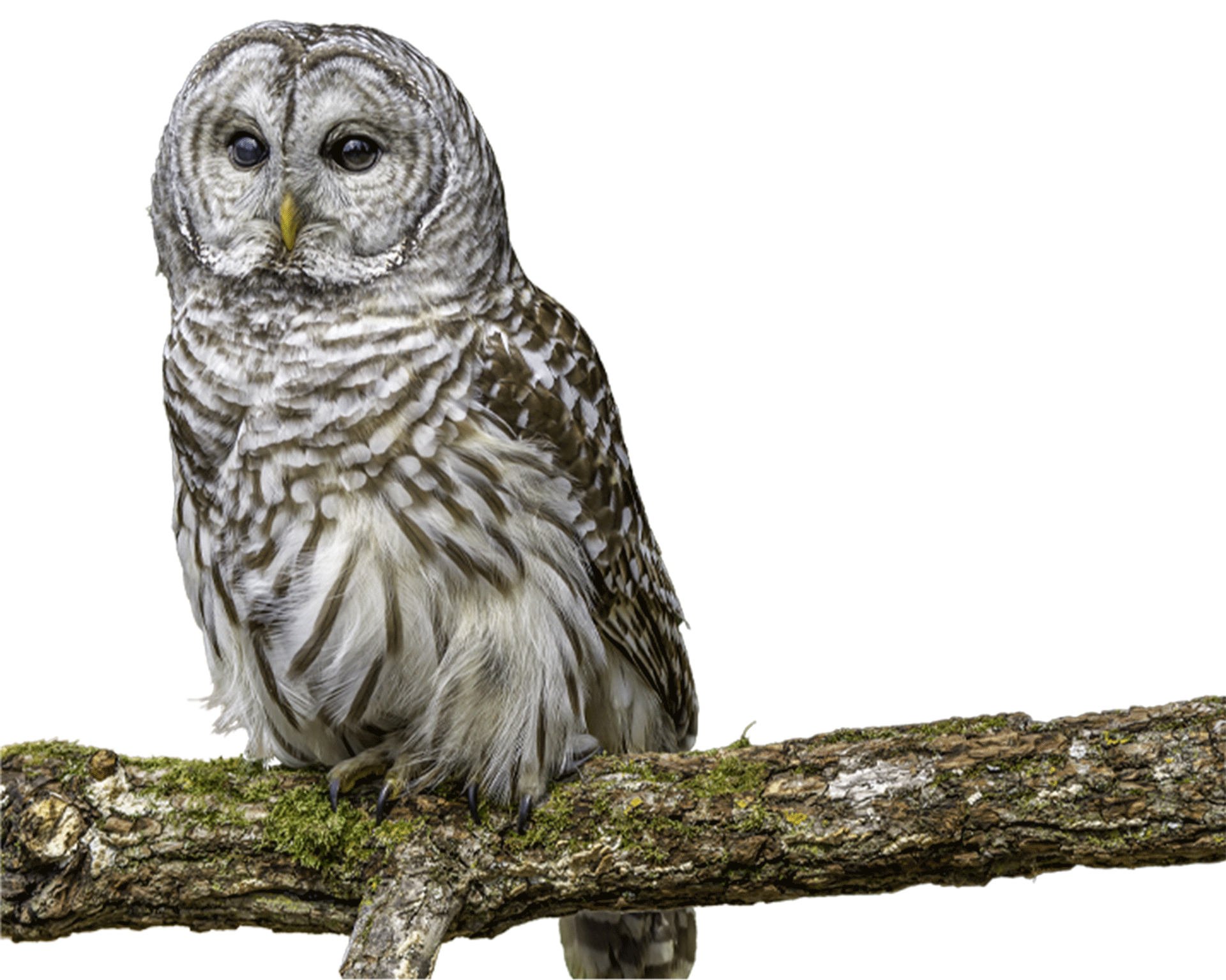 barred owl