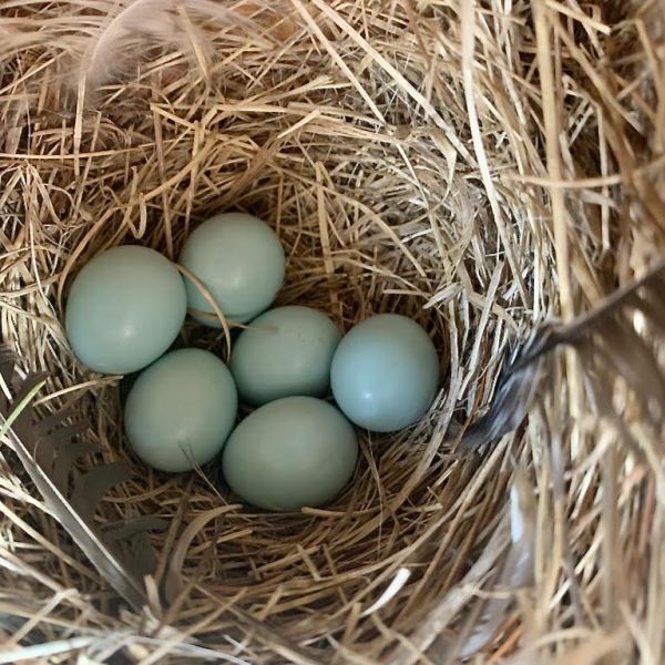 Blue Bird Nest Box by Laurie Keefe