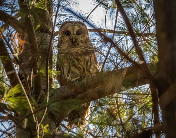 barred owl by Dr. Miguel Corona